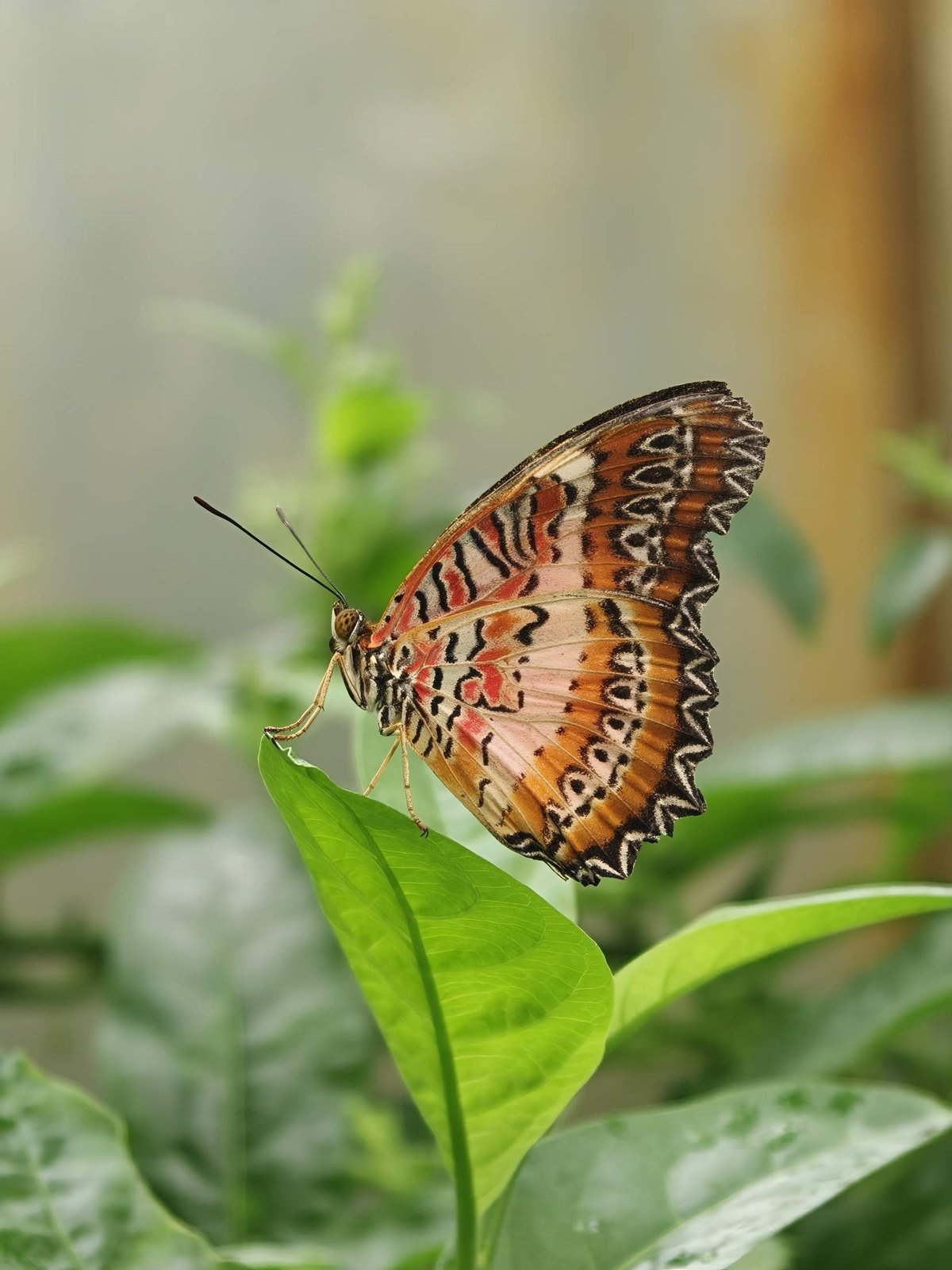 A butterfly resting on a green leaf