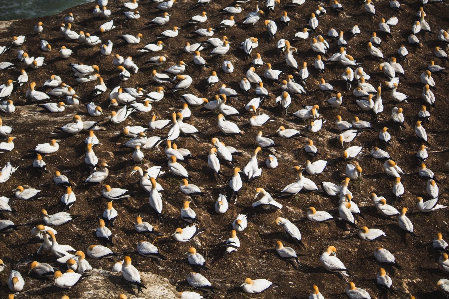 muriwai-gannets