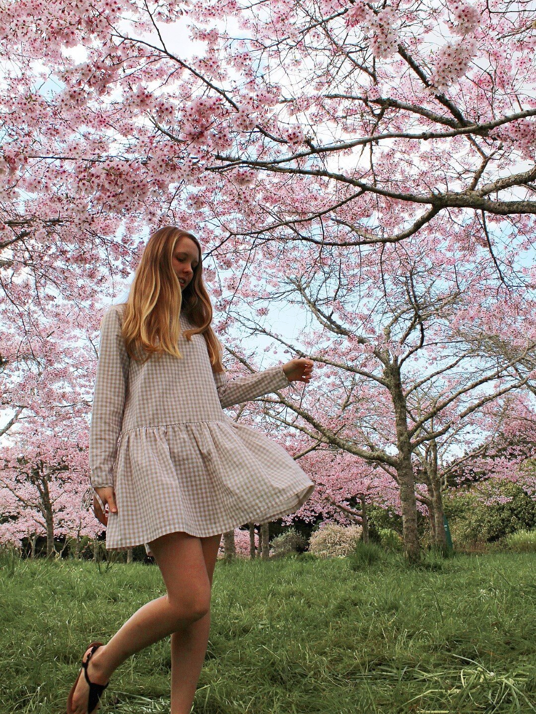 Cherry Blossoms at Auckland Botanical Gardens
