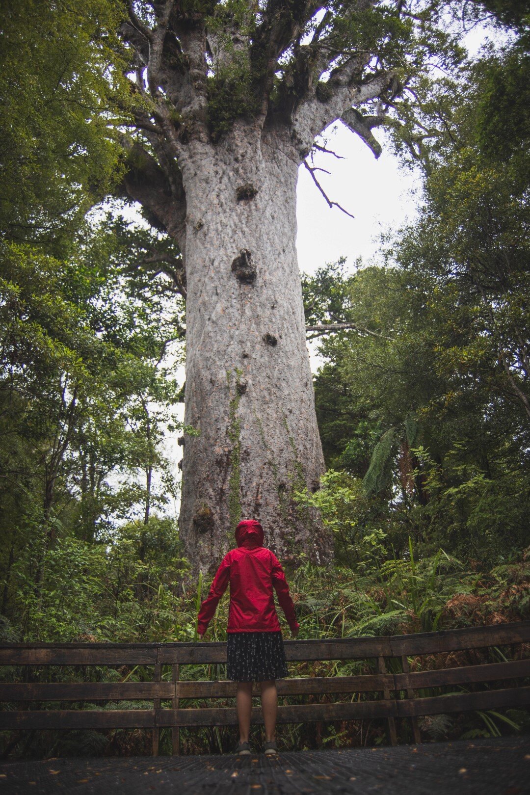 northland-roadie-tane-mahuta-waipoua-forest